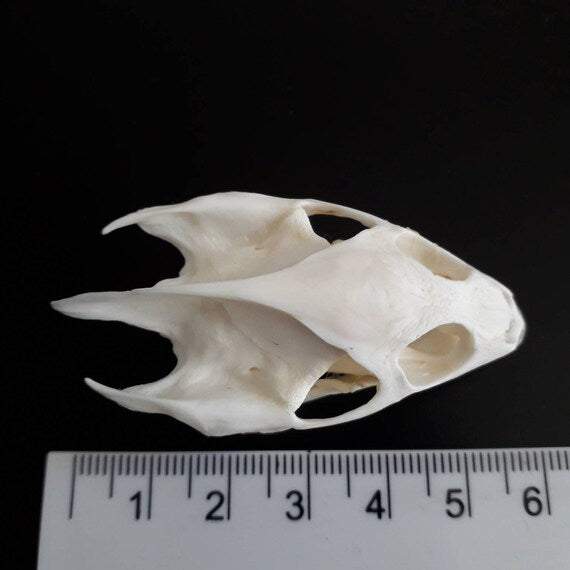Turtle skull