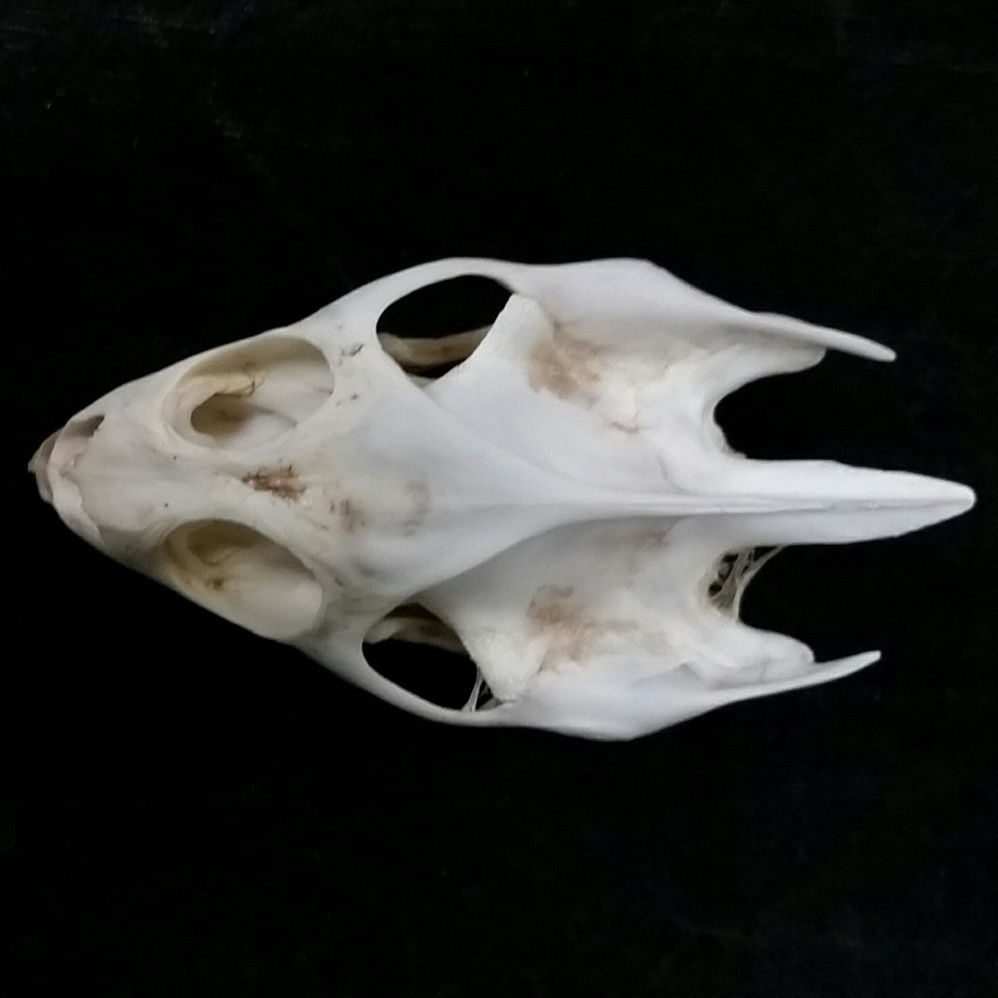 Turtle skull