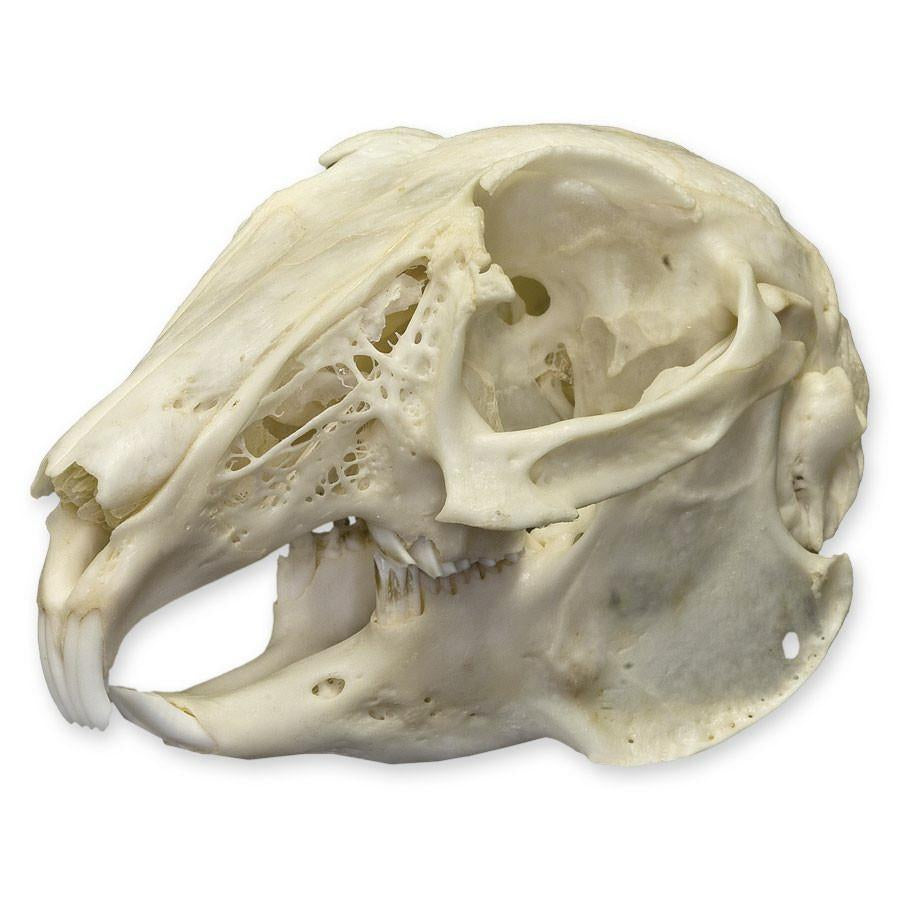 Rabbit skull