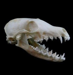 Fox skull