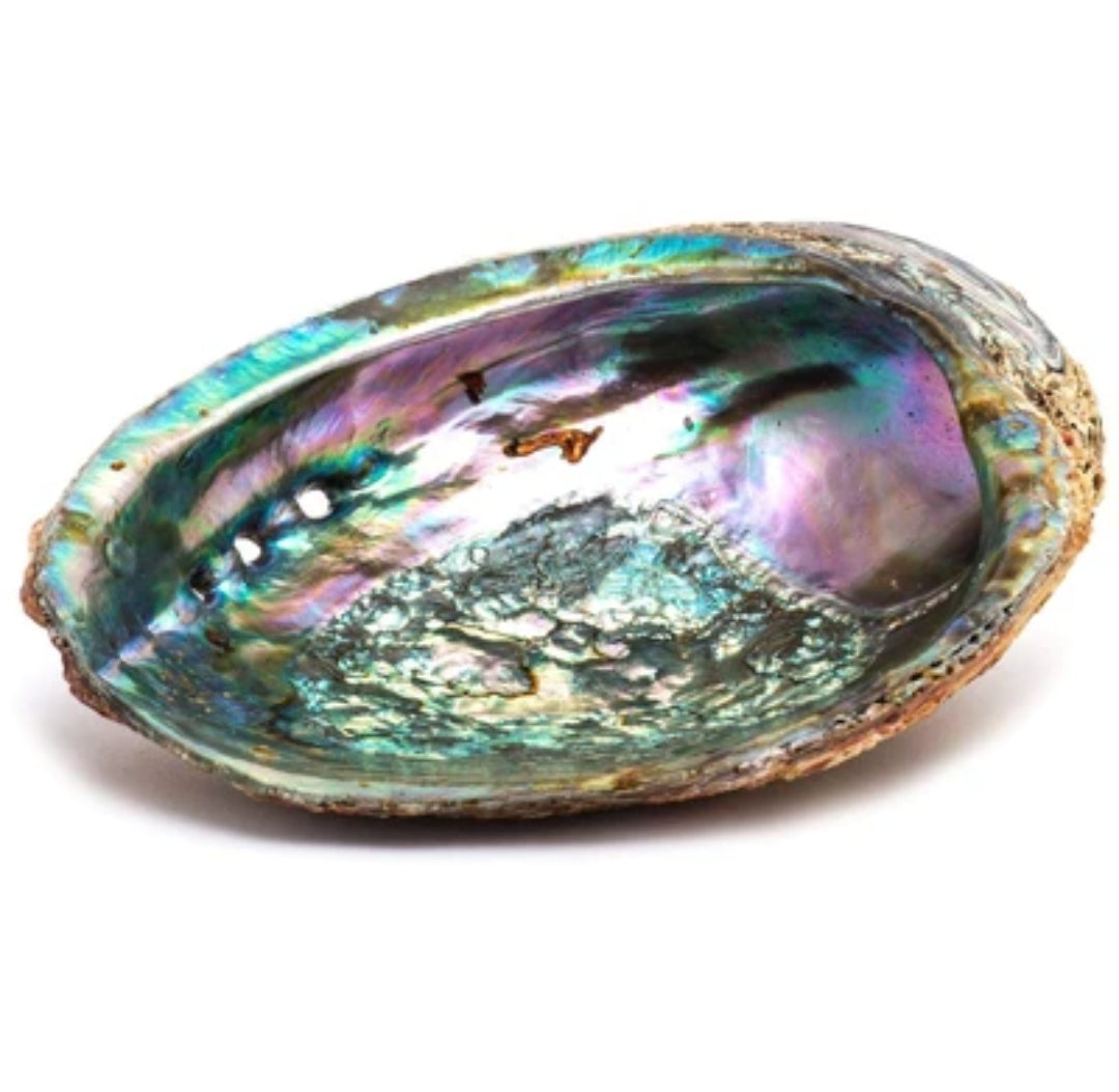 Abalone Shell 3-4"