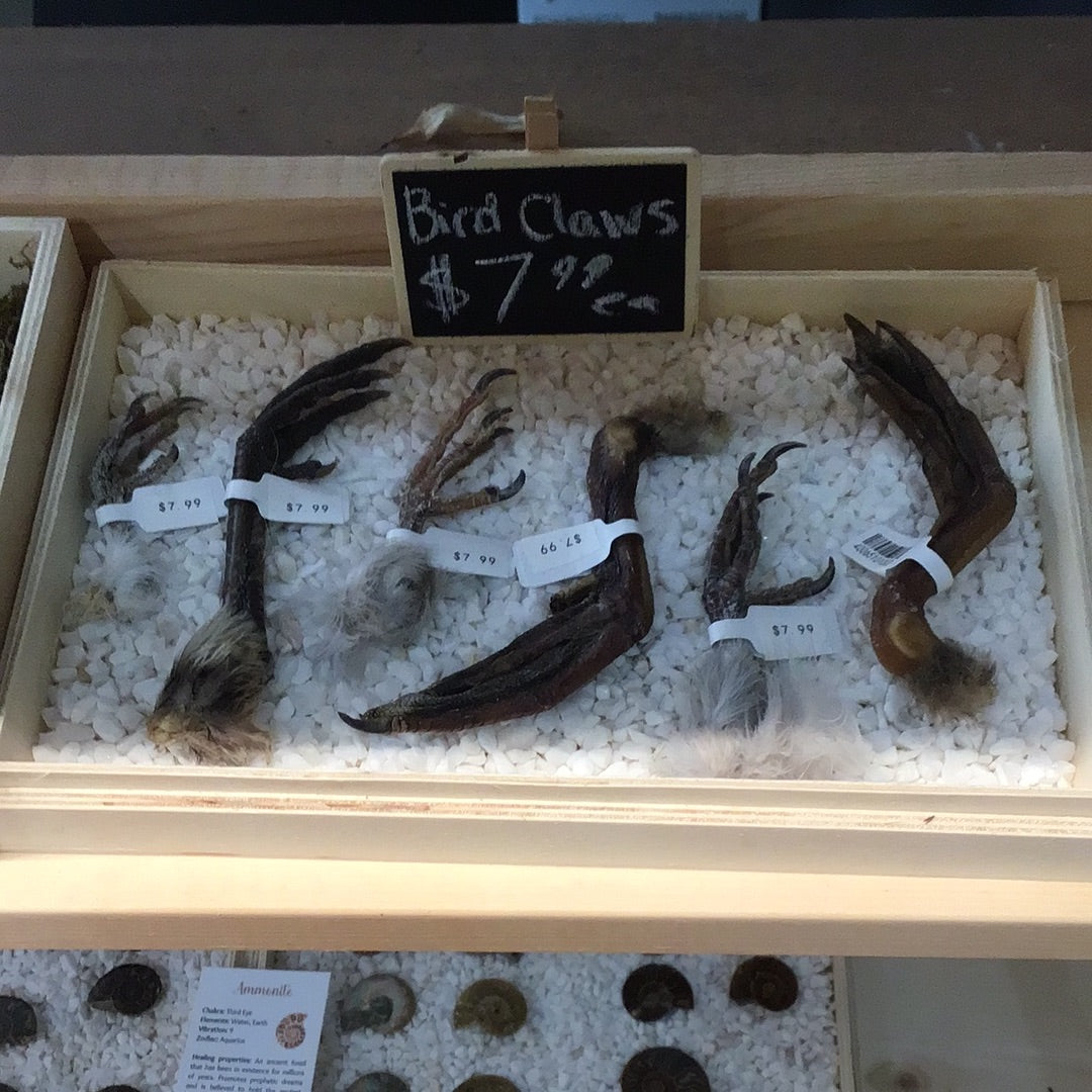 Bird claw