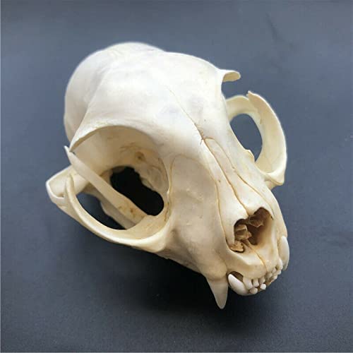 Cat skull