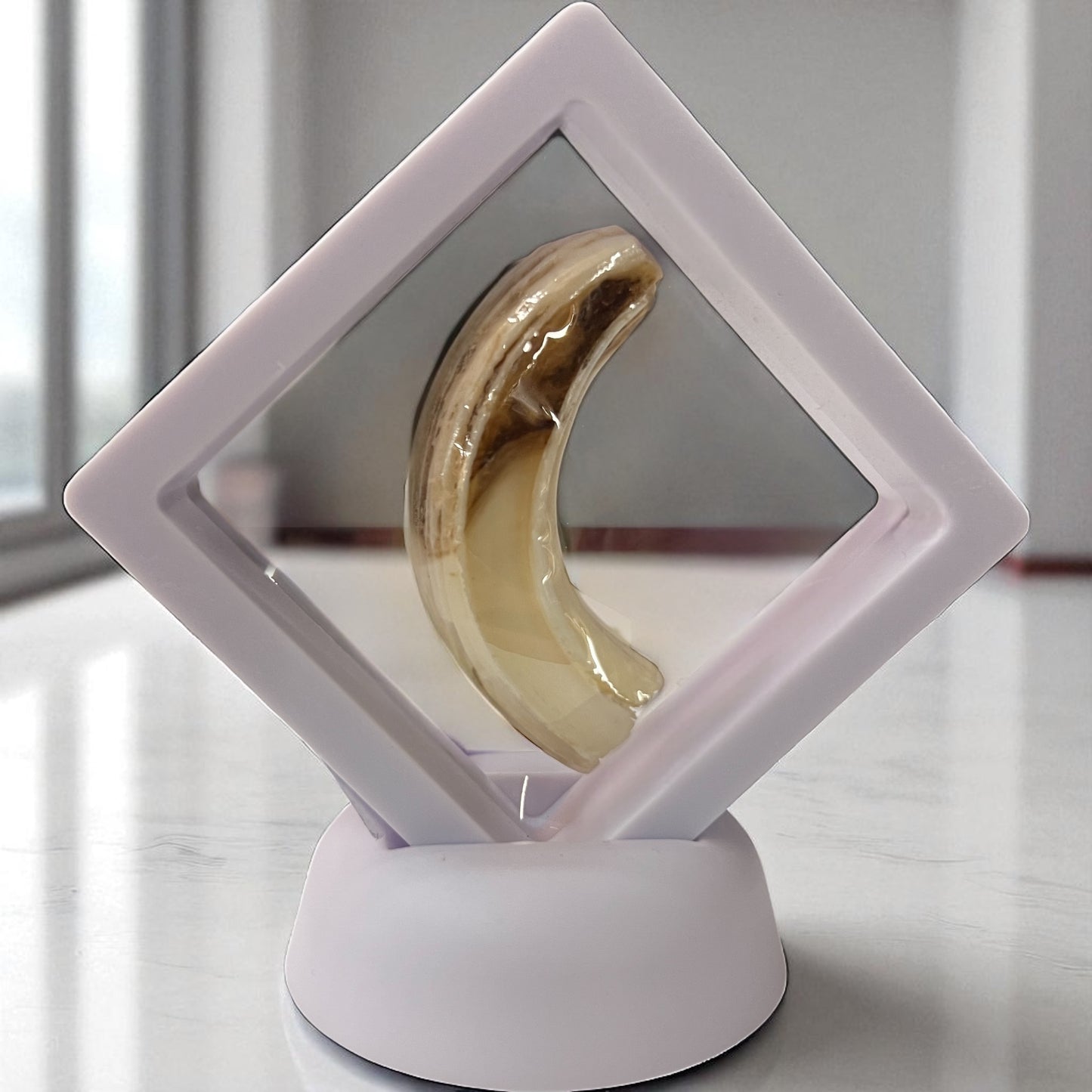 Framed Boar Tusk
