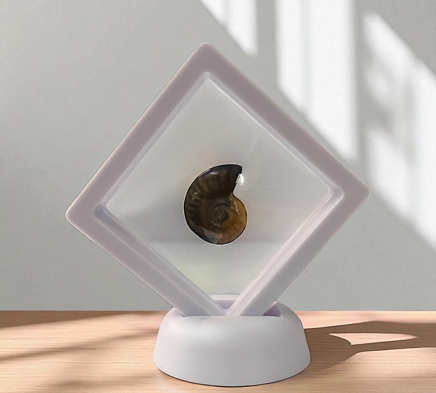 Framed Ammonite