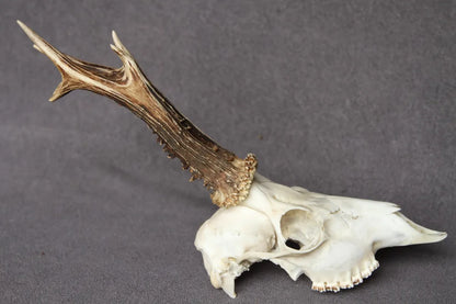 Roe deer skull