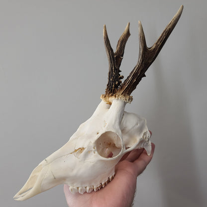 Roe deer skull