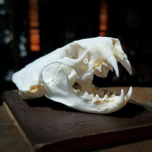 Mink skull