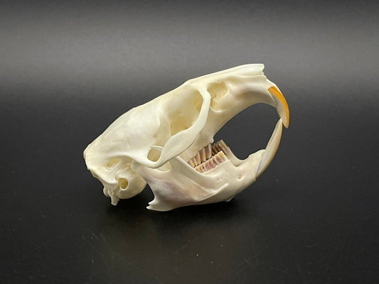 Muskrat skull