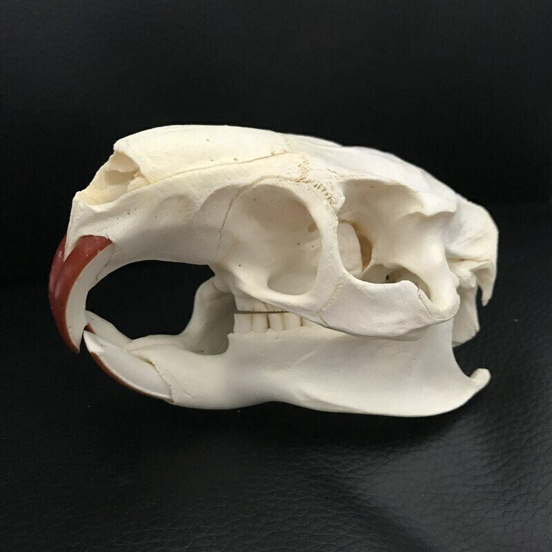 Coypu skull