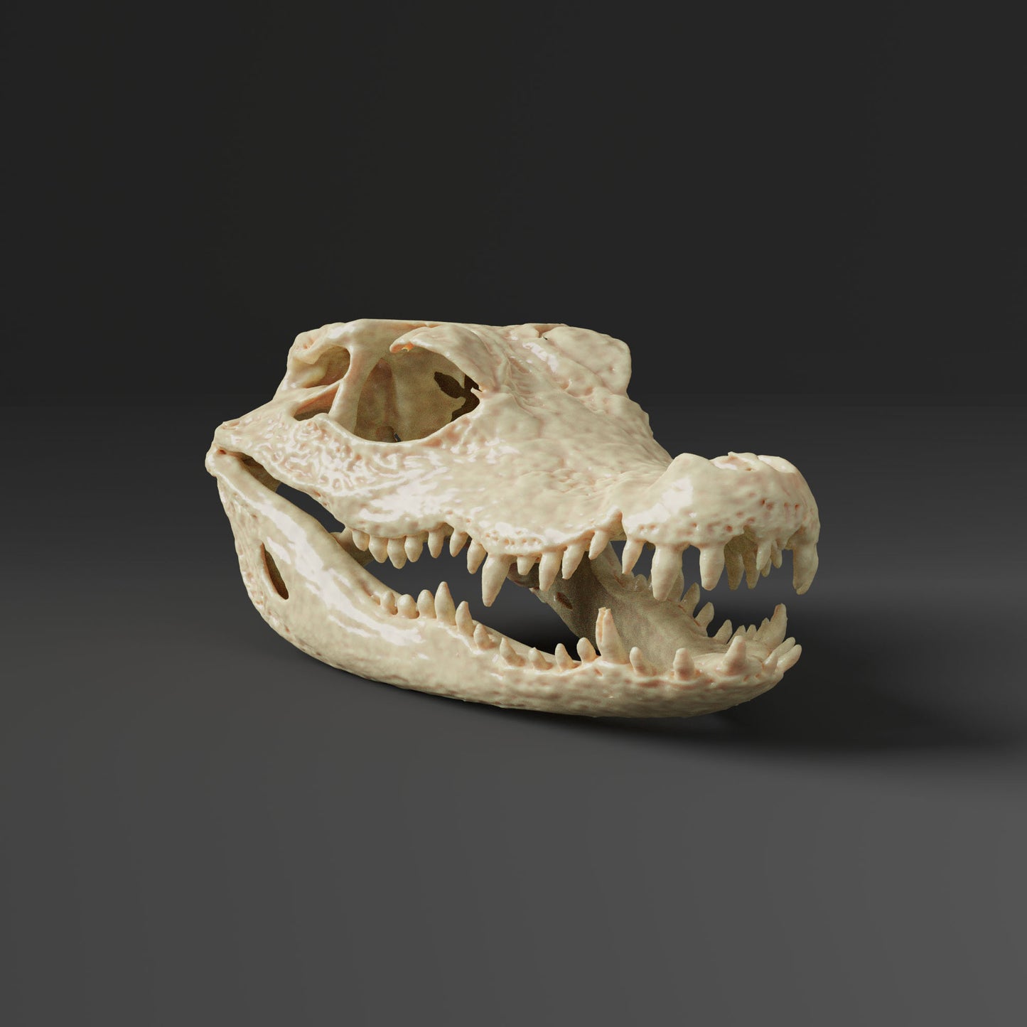 Crocodile skull