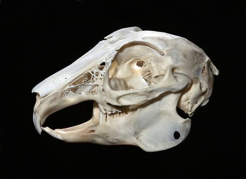 Rabbit skull