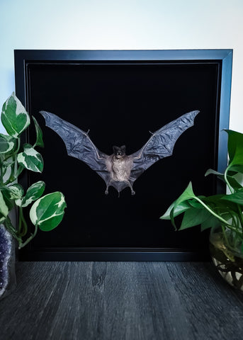 Otomops Formosus - Javan Mastif Bat
