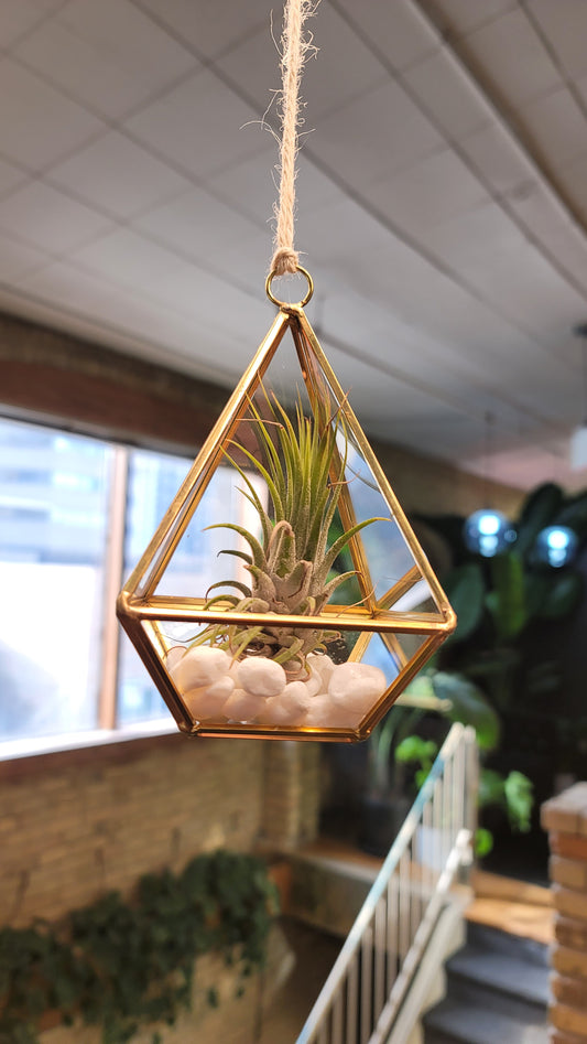 Hanging Geometric Airplant