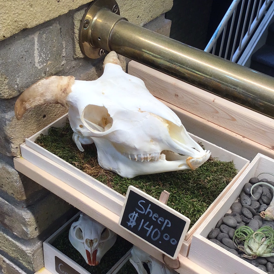 Sheep skull