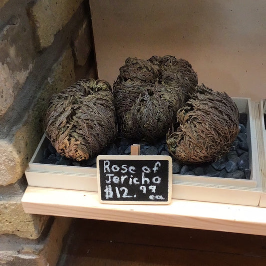 Rose of Jericho