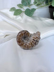 Ammonite Fossil