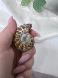 Ammonite Fossil