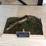 Crocodile taxidermy