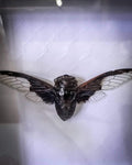 Batwing Cicada