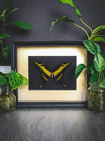 Papilio Thoas - King Swallowtail