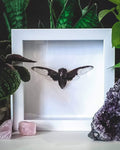 Batwing Cicada
